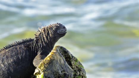 iguana marina amblyrhynchus cristatus en el surf en las bachas en la isla santa cruz en el parque nacional galápagos y reserva marina ecuador