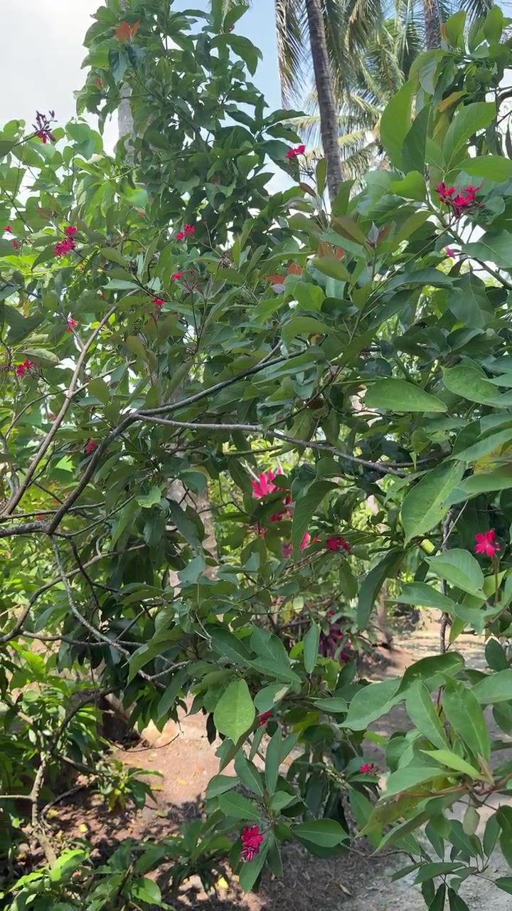Albero in fiore con fiori rossi in un giardino tropicale