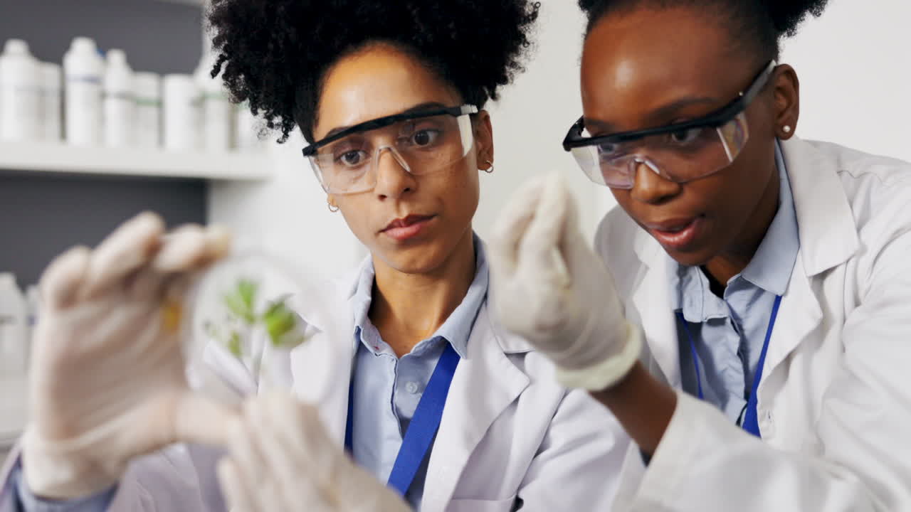 Scientifique, travail d'équipe et femmes avec boîte de Pétri