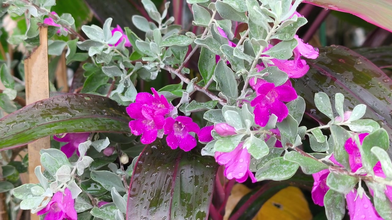 Un primo piano mostra fiori di salvia del Texas color lavanda viola che sbocciano su rami frondosi. Il vibrante dettaglio floreale ondeggia delicatamente in un ambiente naturale all'aperto.