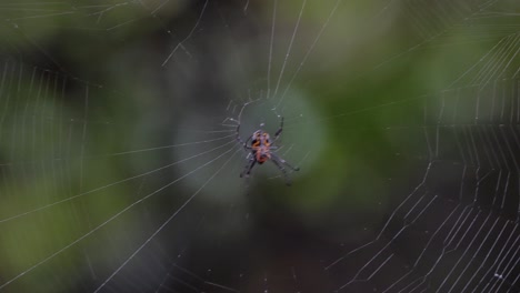 araña en el bosque tropical.