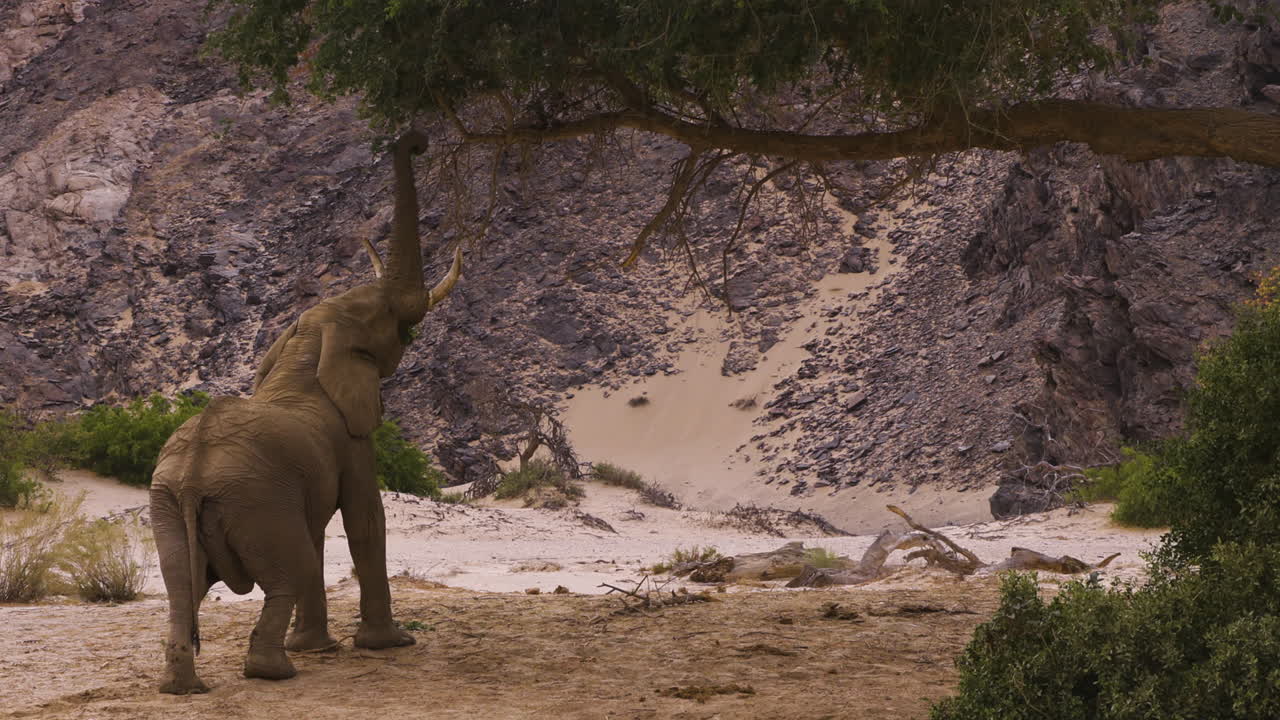 Mighty bull elephant reaches out for leaves on a tree in Namibia's Hoanib Valley. With a powerful tug, he tears off a branch, sending a piece to the ground. An imposing mountain is in the background