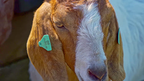 close up footage of a domestic goat,shot in the uk