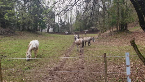 Caballos-En-Un-Pasto-De-Bosque-Cercado