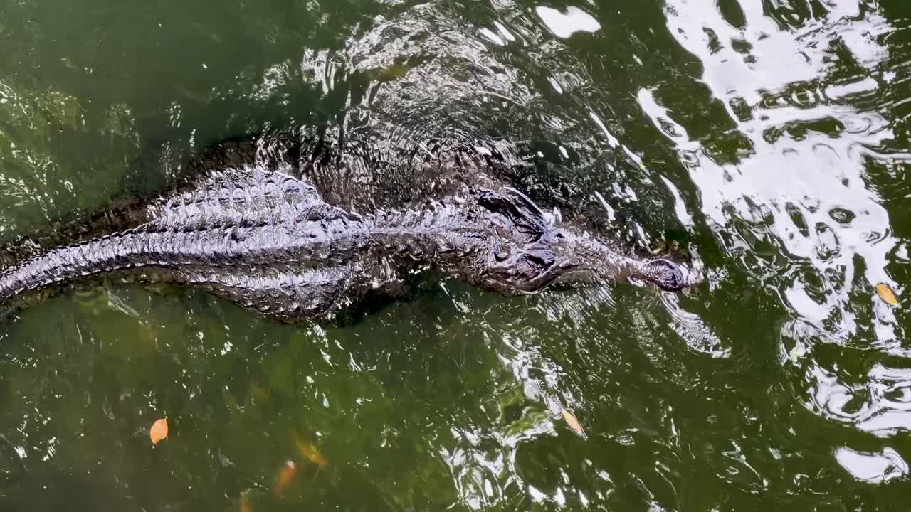 Inquadratura dall'alto di un grande coccodrillo che nuota in acqua verde torbida con scaglie visibili.