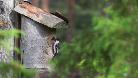 male pied flycatcher bird feeding hatchling in a birdhouse on a summer day