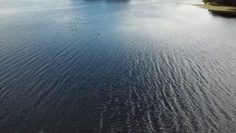 drone aerial over lake and nature reserve sun reflection on water with ducks