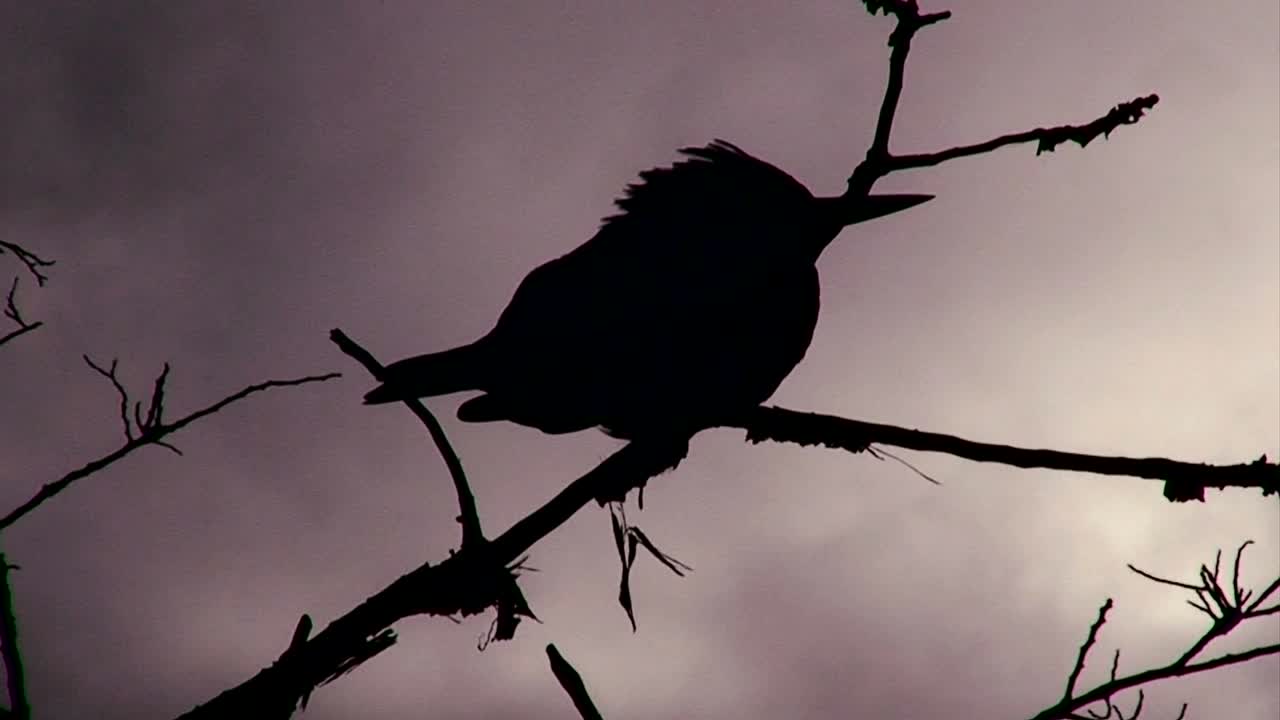 una silueta de un pájaro posado en un árbol con un cielo tormentoso en el fondo