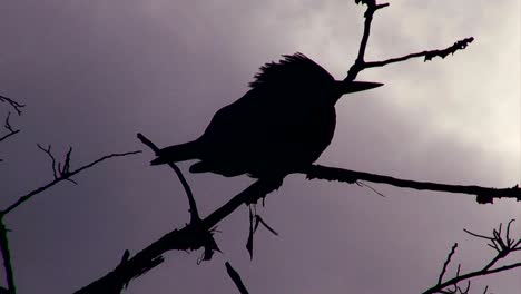 La-Silueta-De-Un-Pájaro-Posado-En-Un-árbol-Con-Un-Cielo-Tormentoso-De-Fondo