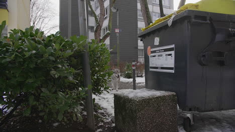 wolf jumps past garbage bin in urban area, wildlife reclaiming land from people