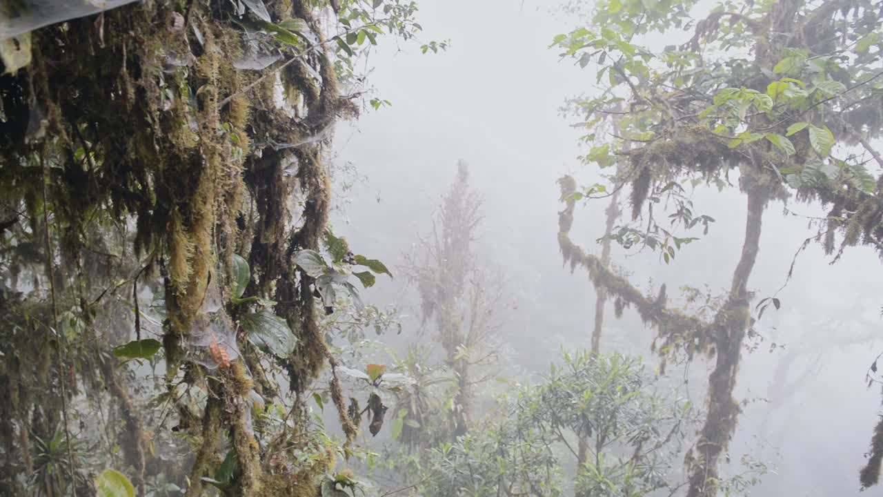 Mashpi, Ecuador - Scenic View Of Thick Fog Through The Lush Vines And Trees In The Cloud Forest - aerial shot