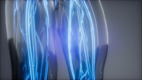 blood vessels of human body