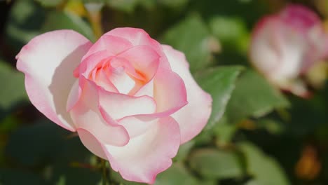 closeup of a pink rose flower called princesse de monaco