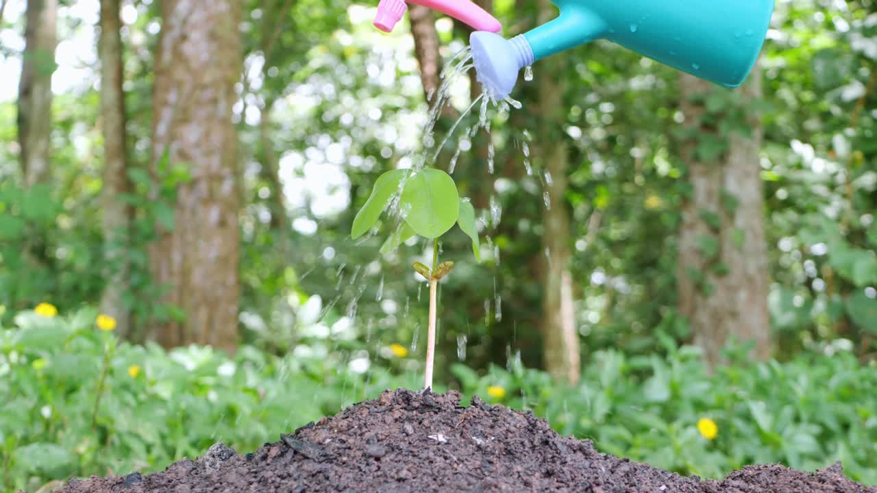 pequeño árbol que ha sido plantado y regado bien.