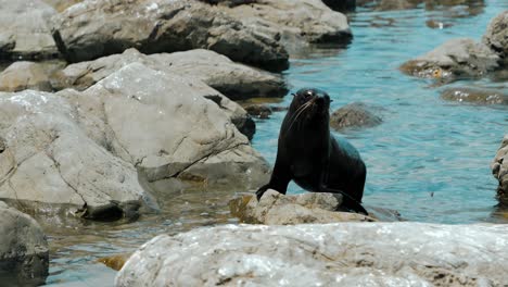 Una-Foca-Brillante-Se-Monta-En-Una-Roca-Balanceando-La-Cabeza-Hacia-Adelante-Y-Hacia-Atrás-En-Kaikoura,-Nueva-Zelanda---Cámara-Lenta