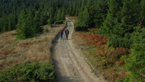 young couple hiking along mountain path among spruce trees in summer