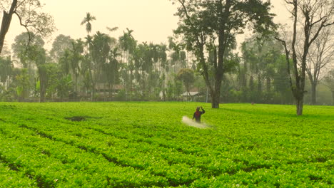 drone shot of tea garden in nepal