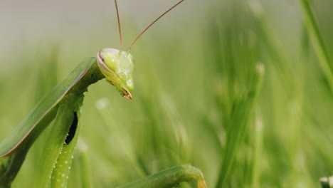 The-praying-mantis-hides-in-the-green-grass-and-blends-into-the-background.