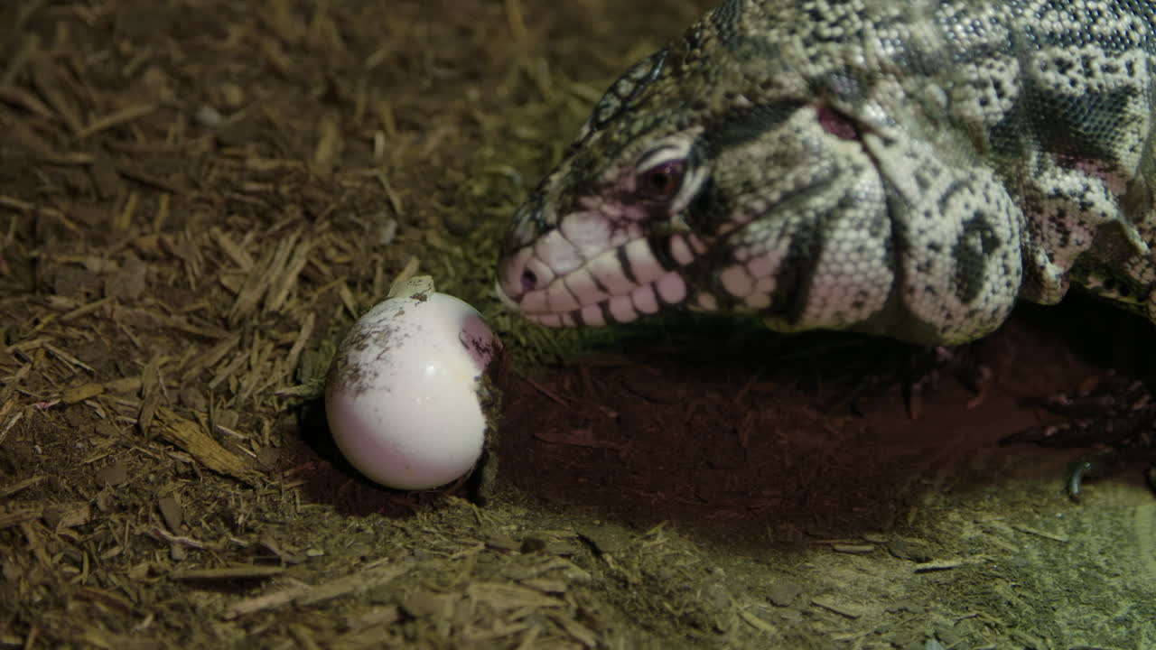 lézard tegu roulant un oeuf dans la terre