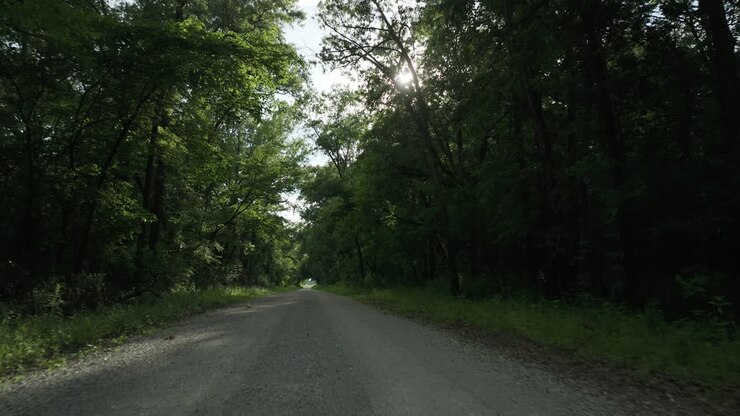 Viaggio tranquillo lungo una strada boschiva