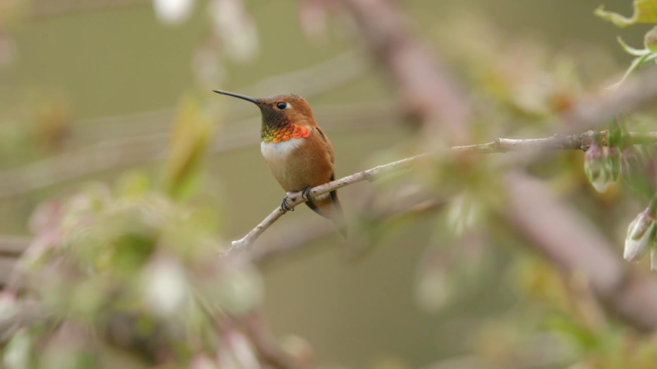 Colibrì maschio con vivaci colori arancioni e rosa sul collo