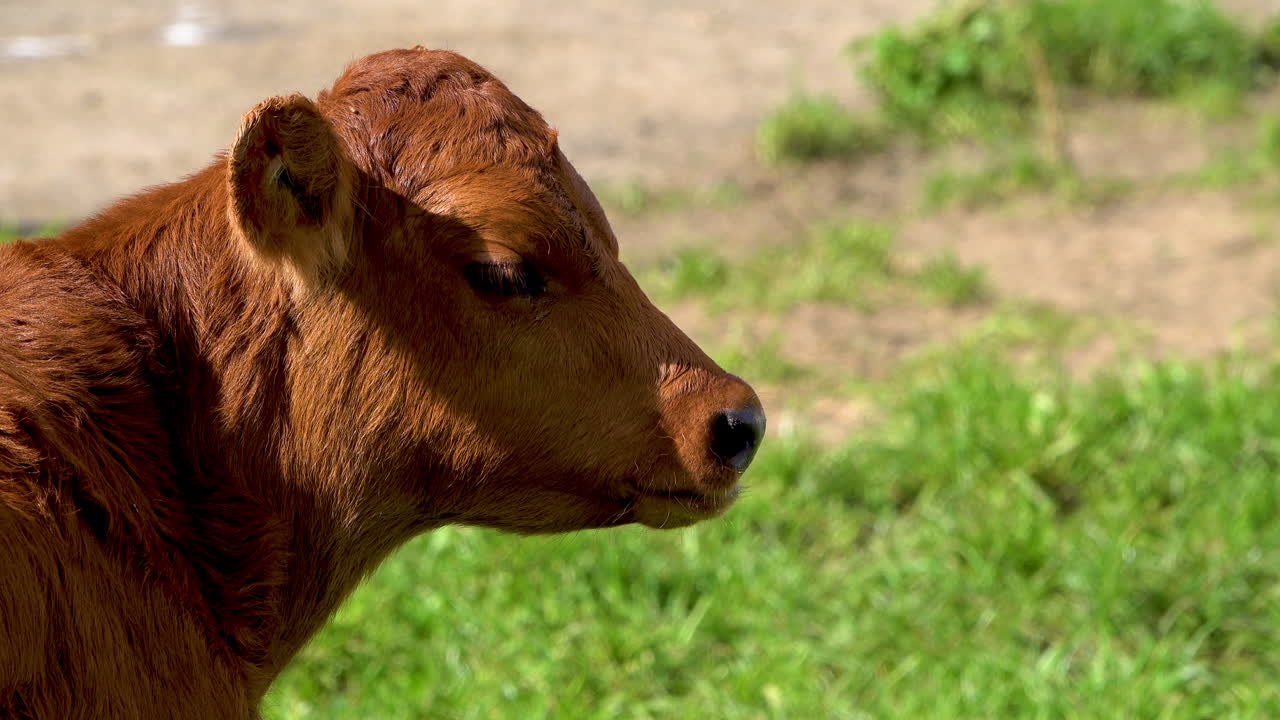 Portrait shot of brown young cow grazing on farm field during summer ,close up