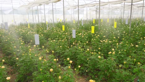 Watering-flowers-in-the-greenhouse.