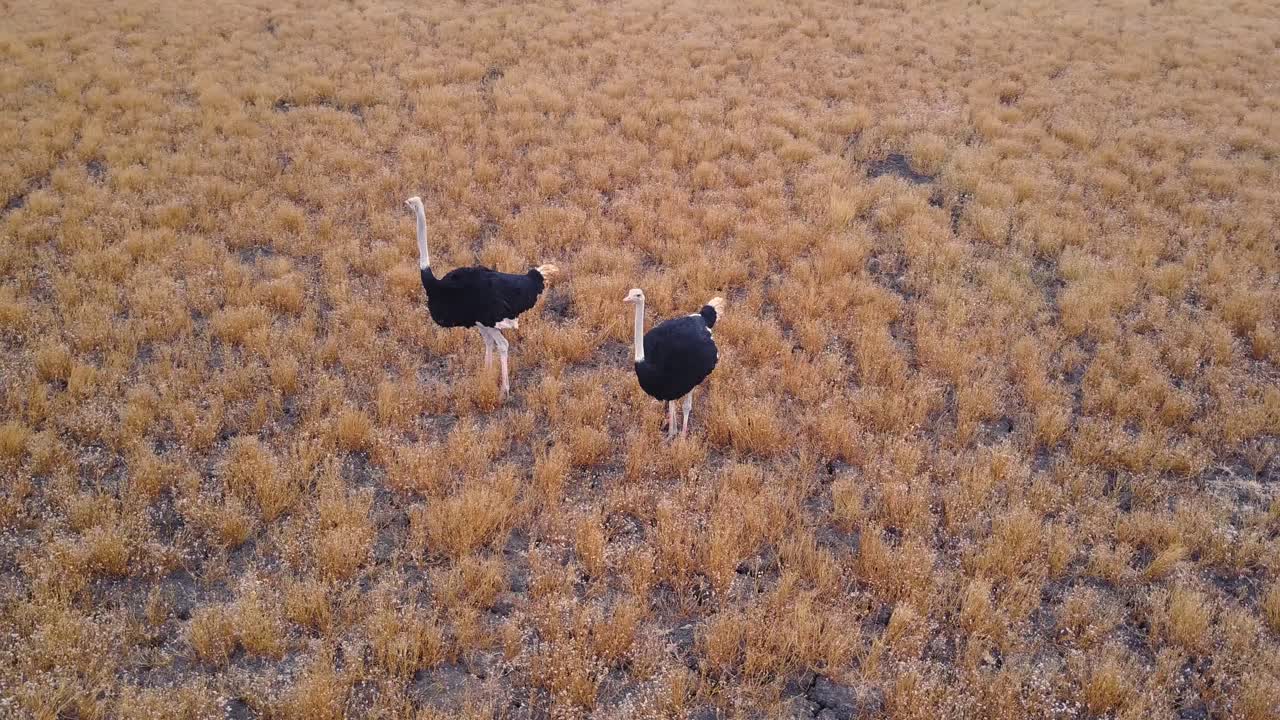 Due struzzi maschi in piedi nella savana dorata, panoramica aerea circolare.