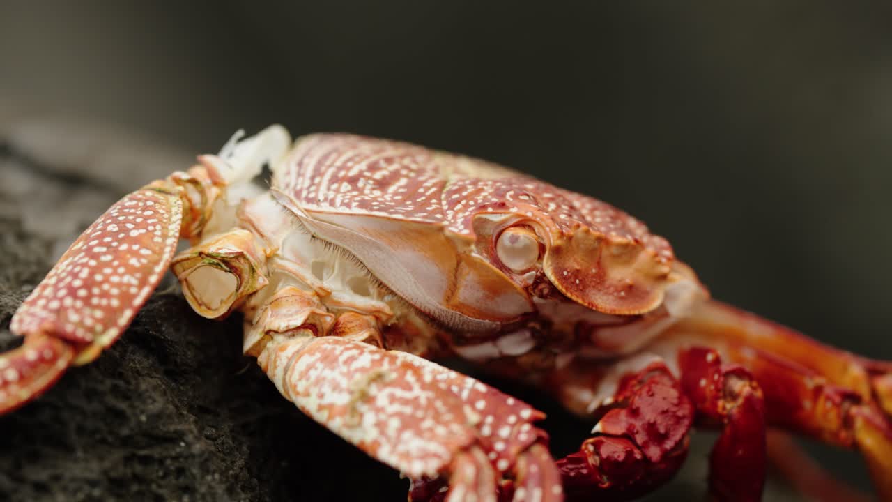 Extreme close-up of a red crab on volcanic rock in Madeira, capturing detailed shell textures, colors, and the stillness of coastal marine life.