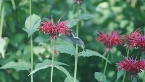 un colibrí bebe de una flor rosa en cámara súper lenta, 240fps