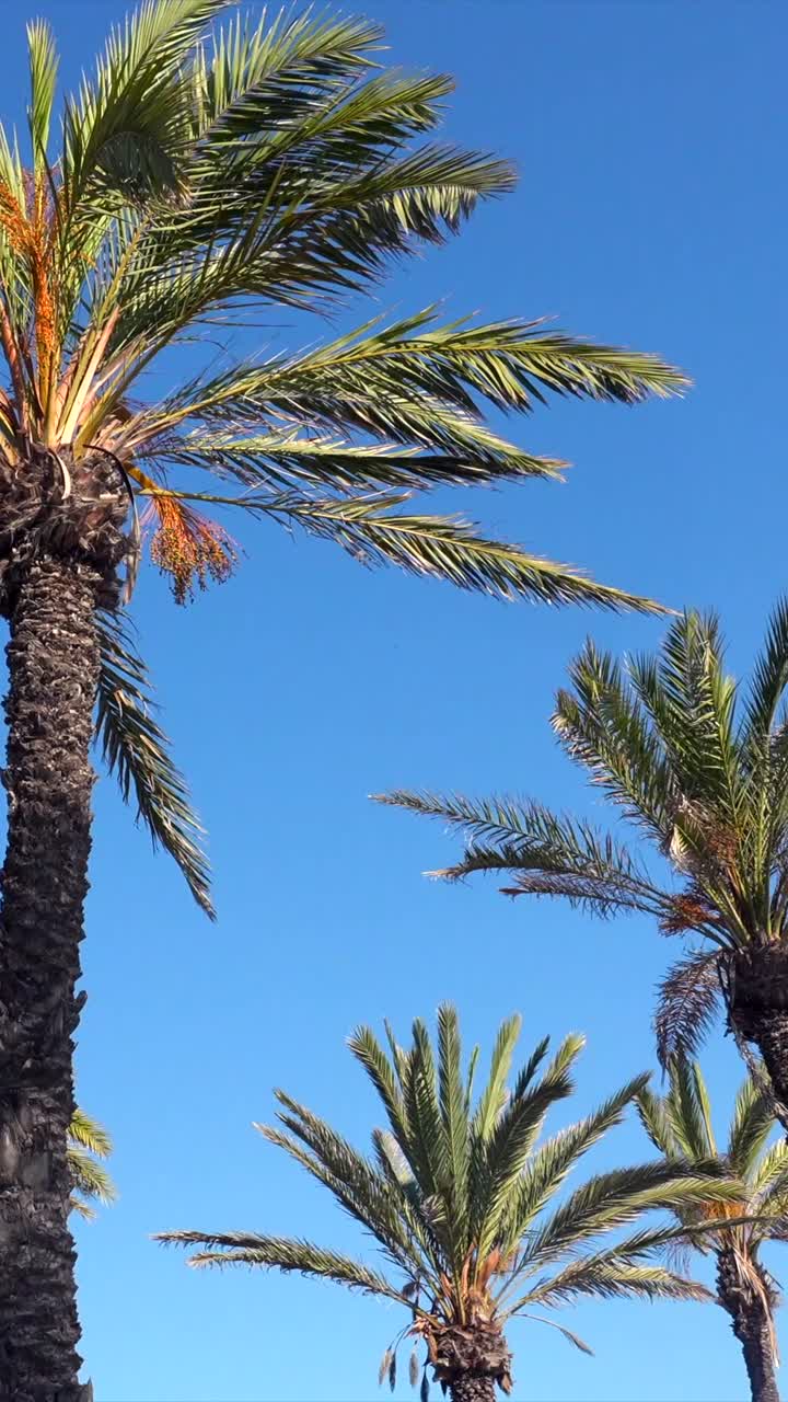 Palm trees under a blue sky