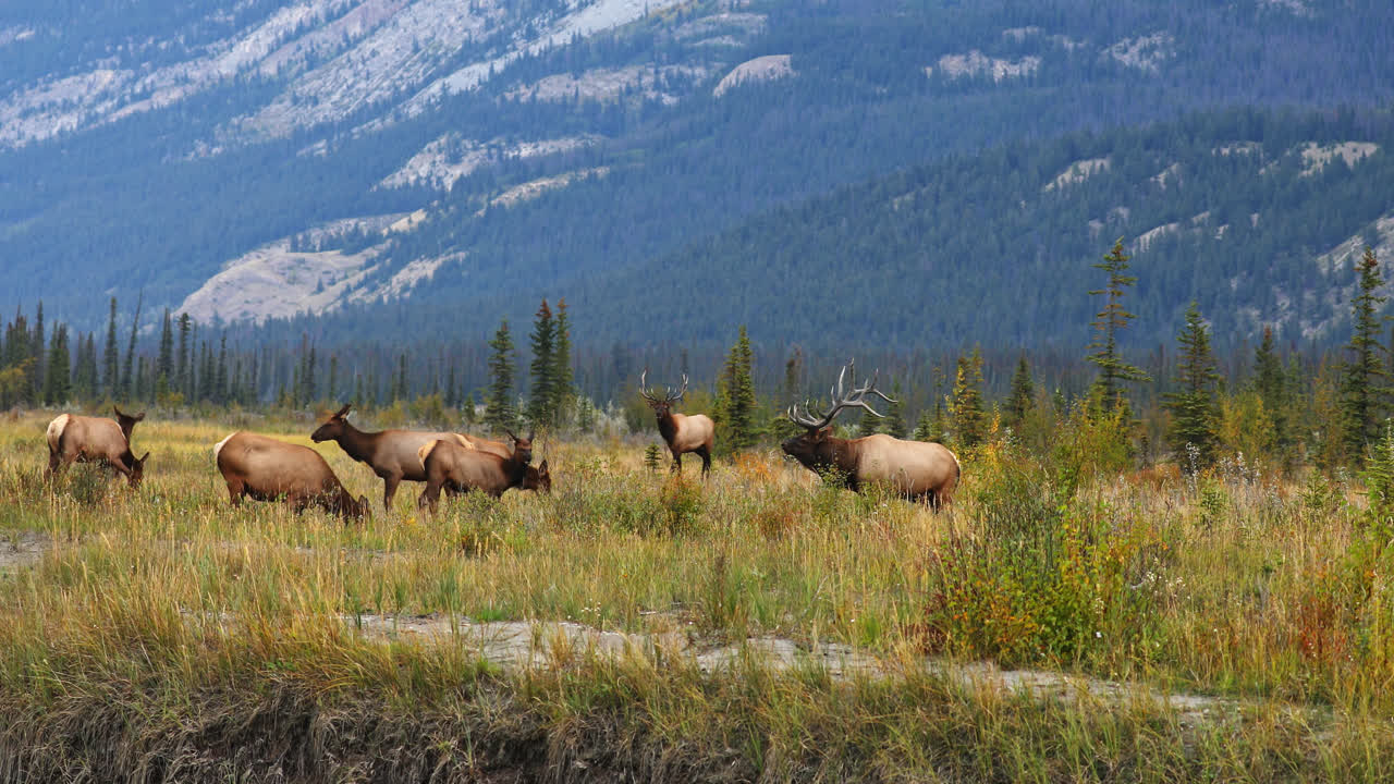 Premium stock video - Elk herd walking and grazing in the meadow with ...