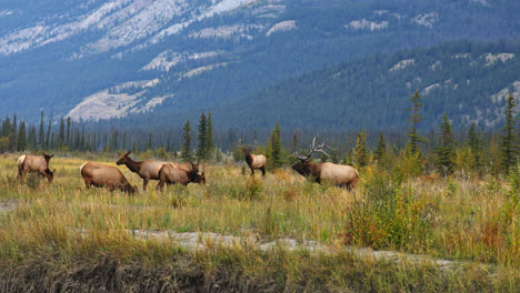 Manada-De-Alces-Caminando-Y-Pastando-En-El-Prado-Con-Montañas-Al-Fondo-En-Alberta,-Canadá