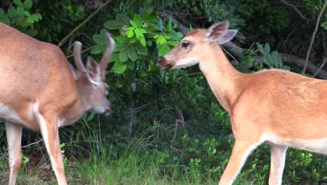 Zwei-Junge-Rehe-Spielen-Im-Wald