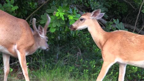 dos ciervos jóvenes juegan en el bosque