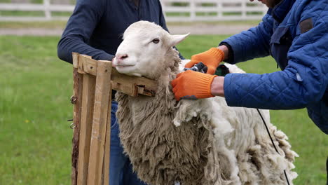 adult farmer shearing the wool from sheep. farm worker shearing with electrical machine.