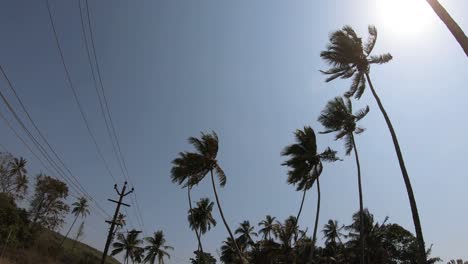 coconut palm tree goa nature tropical sea and sky