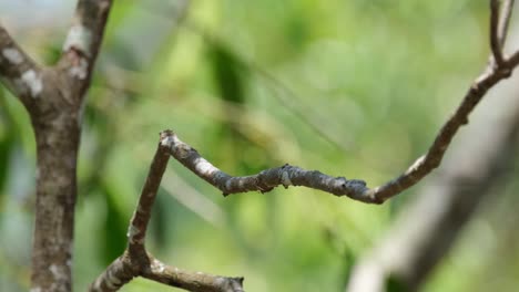 a branch of a tree where a bird frequently returned, khao yai national park, thailand