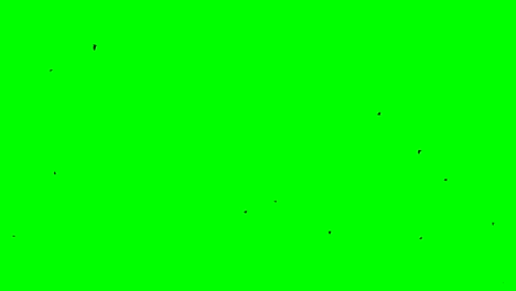 black ravens flock flight from right to left of screen chroma key footage green screen loop seamless