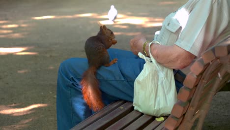 Man-sitting-on-a-bench-feeding-a-squirrel