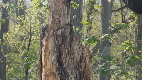 powerful axe sticking swung into a tree
