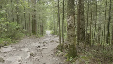 forest hiking trail