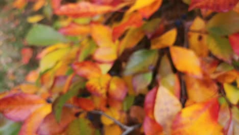 Autumn-leaves-in-a-forest-in-the-middle-of-nowhere---UK