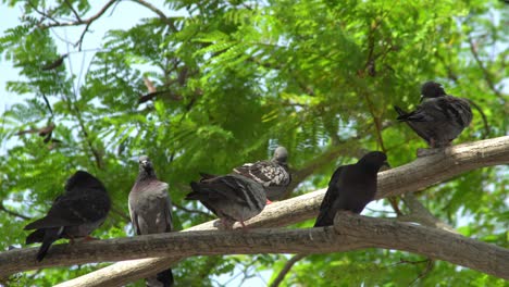 las palomas se paran en la rama