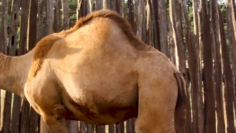 Kenia-áfrica--Agricultura-Inteligente-Verde-Bio-Orgánica-De-Bajo-Desperdicio---Alimentación-De-Camellos-Saludables-En-Un-Jardín-Doméstico,-Agricultura-De-Interior-Kenia-áfrica-Durante-Covid-2020-2021-Distanciamiento-Social-2020-Año-Nuevo-2021