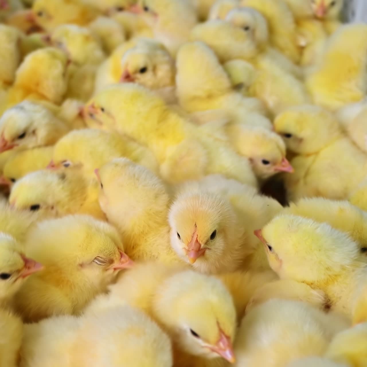 Funny yellow chicks in white boxes on a chicken farm. Many drawers with newborn chicks in poultry factory. Cute fluffy animals in plastic containers