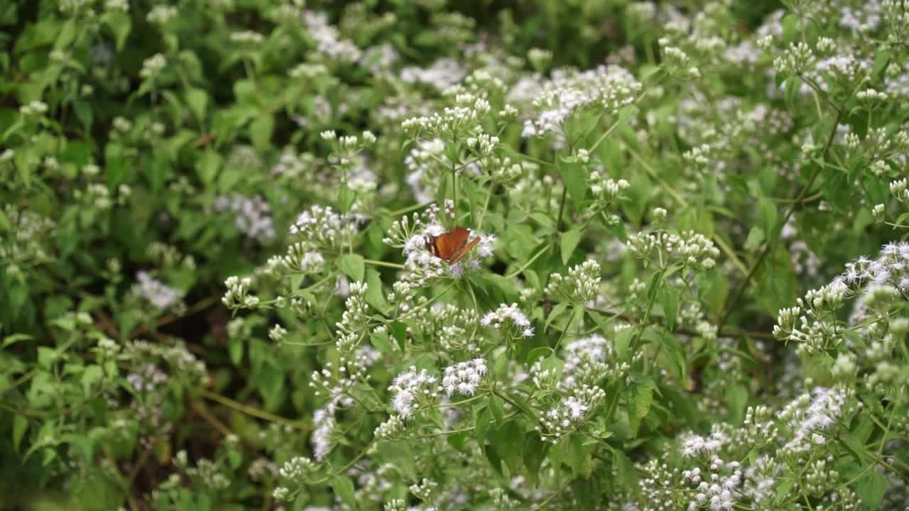 Close-up shot of a butterfly perched on small white wildflowers in a lush green garden. Captures a peaceful moment in nature with gentle movement and vivid natural colors