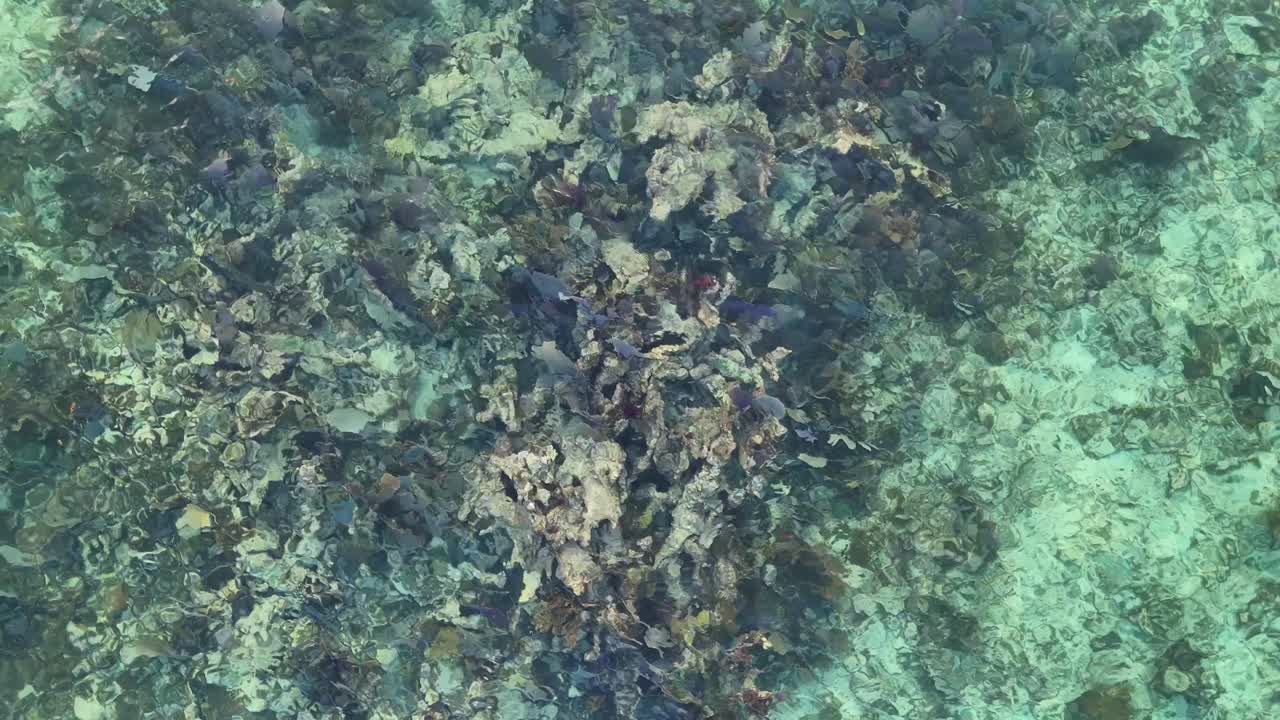 Purple coral underwater aerial view