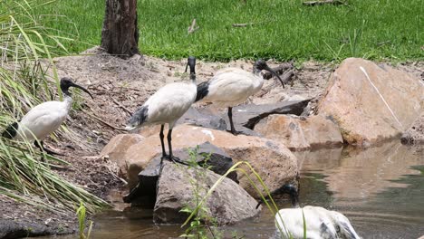 group of ibis birds interacting and feeding by water