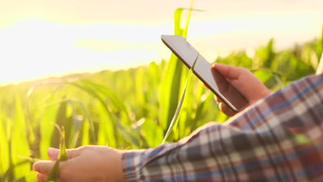 lente flare: granjero con una tableta para monitorear la cosecha un campo de maíz al atardecer. granjero hombre con una tablet monitorea el campo de cultivo de maíz en el atardecer video en cámara lenta